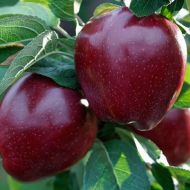 Саджанець Яблуня Ред Делішес в контейнері